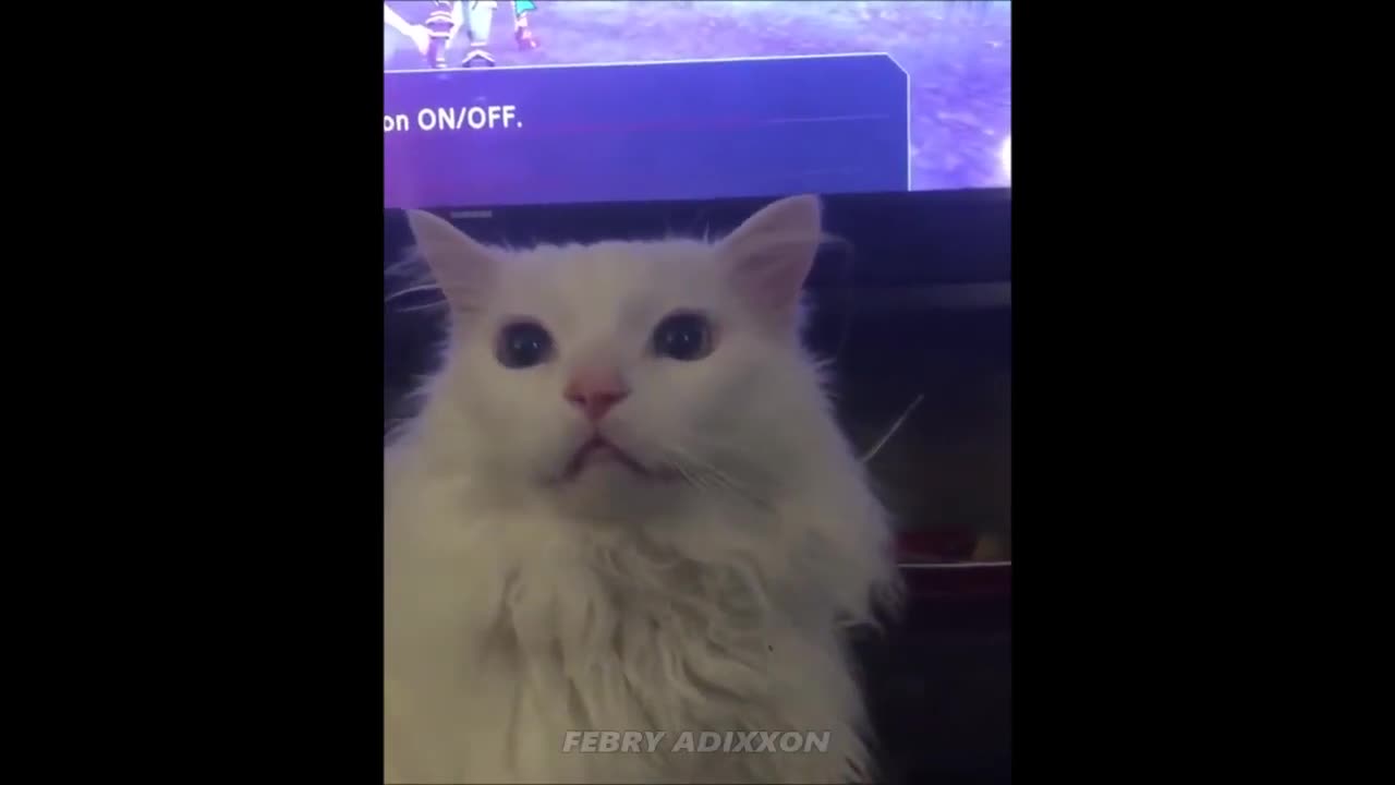 Thurston the cat