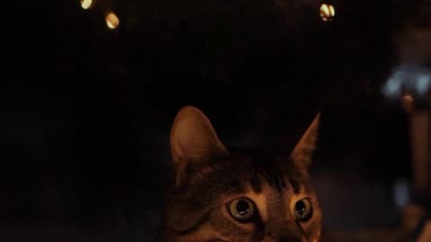 Cat in the night