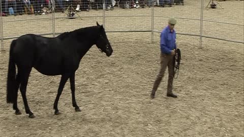 Saddling a Horse for the First Time in Under Thirty Minutes