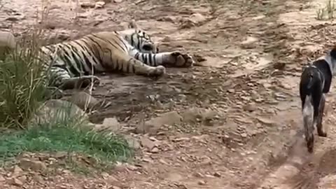 deadly tiger vs poor dog