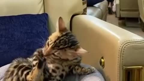 exotic carts: F1 savannah and bengal kittens on a private jet