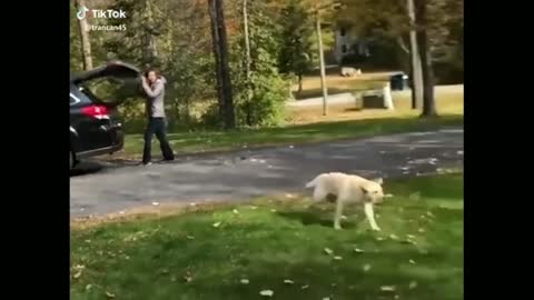 Dog Gets Out Of The Car And Runs To A Mountain Of Leaves - Tiktok Dogs (Funny Animals #366)