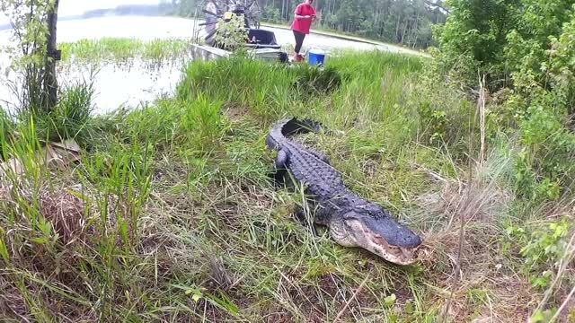 Alligators Take Over Nuclear Weapons Plant | Reports from the Frontline | BBC Earth