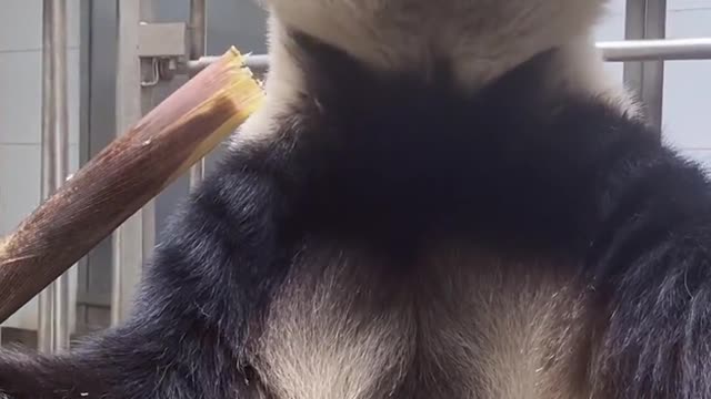 Giant Panda Mom get eat!