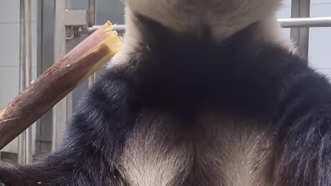 Giant Panda Mom get eat!