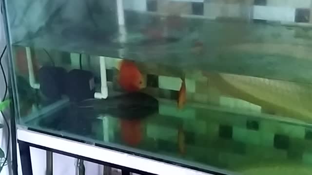 Video clip for arowana-eating shrimp, arowana enthusiast in Vietnam