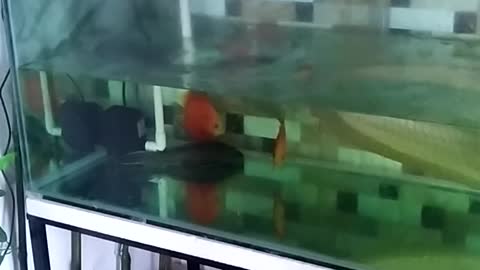 Video clip for arowana-eating shrimp, arowana enthusiast in Vietnam