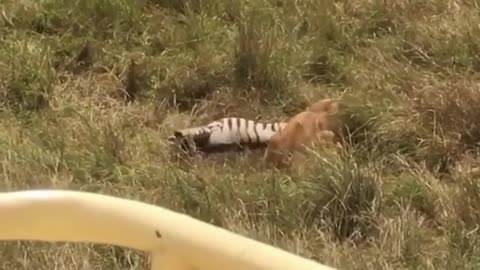 Zebra, lion, and tender mother