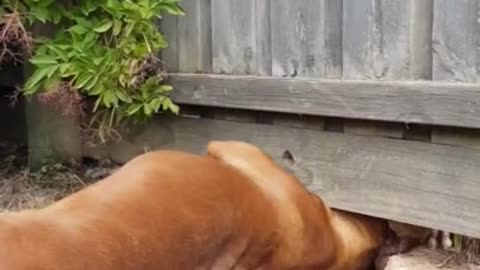 Animal intelligence 👏