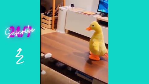 Cute And Funny Pets | Try Not To Laugh To These Pets Compilation #7💗 Cutest Lands