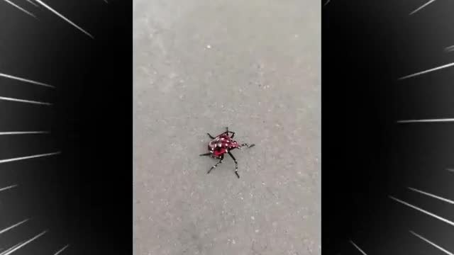 can anyone tell me what this insect is called