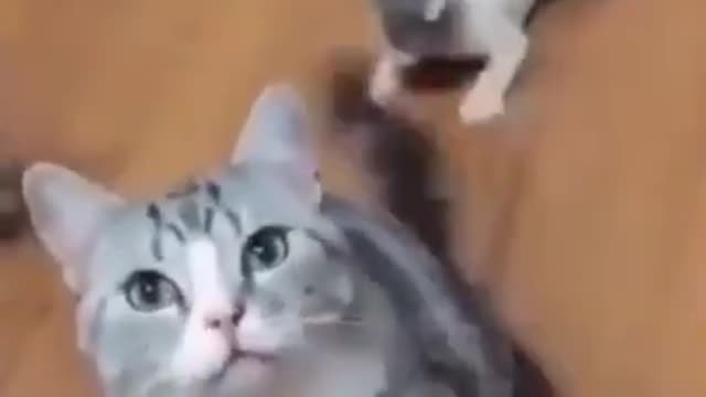 Funny Animal Videos 2022 -Funniest cats and dogs videos😻