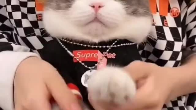 Aww Cute Cats Videos #catmeow Funny Animals Compilationš¹ Try Not To Laugh Challenge MV15 #shorts