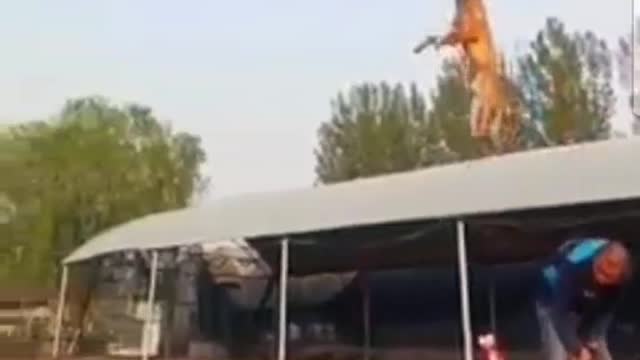 Funny training dog