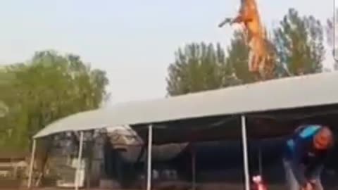 Funny training dog