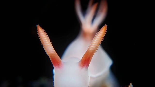 Check out this close up of a Hypselodoris bullocki nudibranch, otherwise known as a sea slug.