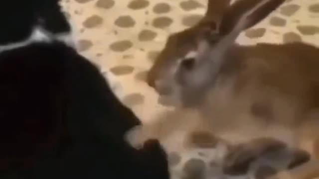 Cat vs rabbit _ Funny attack video _ funny animals reaction _ cat funny lazy