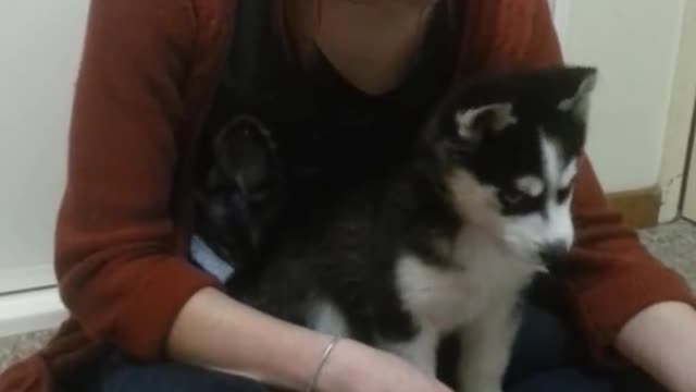 Siberian Husky puppy howling