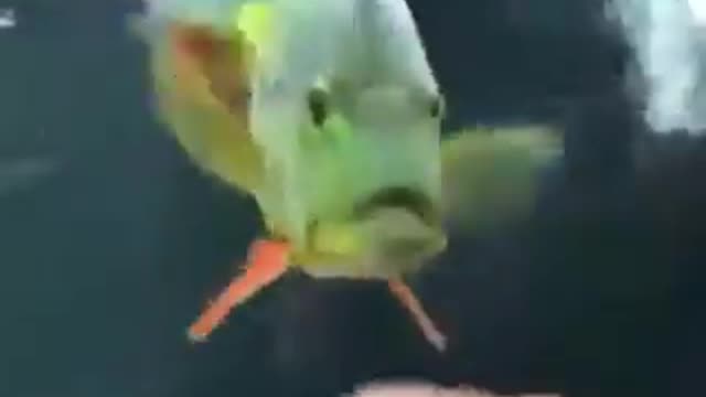 Funny fish chasing string