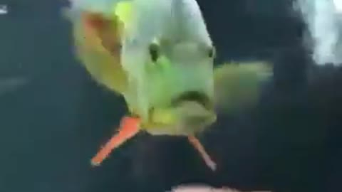 Funny fish chasing string