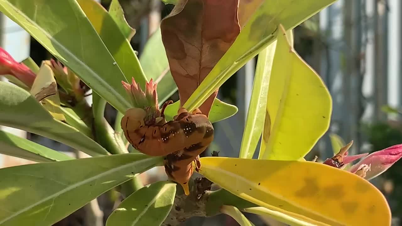 Many caterpillars are eating leaves, flowers on a tree