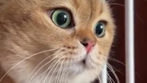 🙏❤🎉🎉🎉🎊🎊🎊️SWEET AND FUNNY PETS SHOTS 🙏❤️❤️🎉🎉🎉🎊🎊🎊