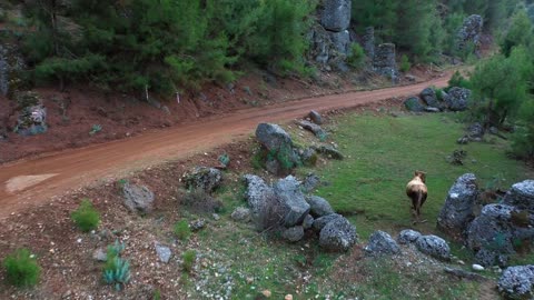 Aerial view of rural road along rocks and green pasture