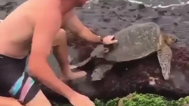 Rescue turtle trapped in rock