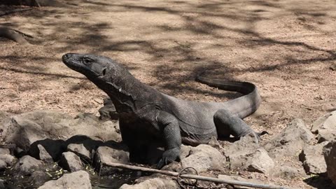 The Real Komodo Dragon