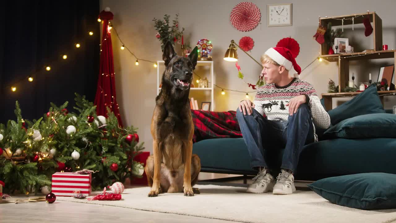 Man scolding malinois bard for dropped christmas tree and mess