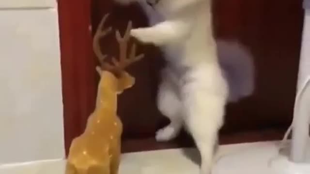 Cute dog scared to death by a toy