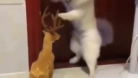 Cute dog scared to death by a toy