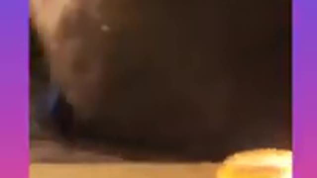 Funny Cats Videos | Funny Cats TikTok Videos # Shorts 😂🐭