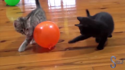 cat vs balloon