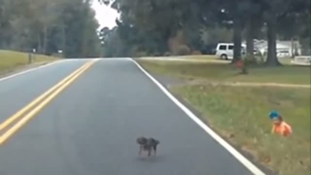 Little dog protects baby from traffic