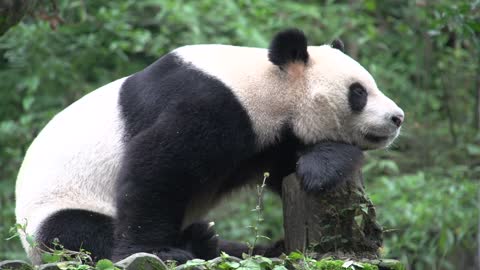 Panda resting on a tree trunk in the forest