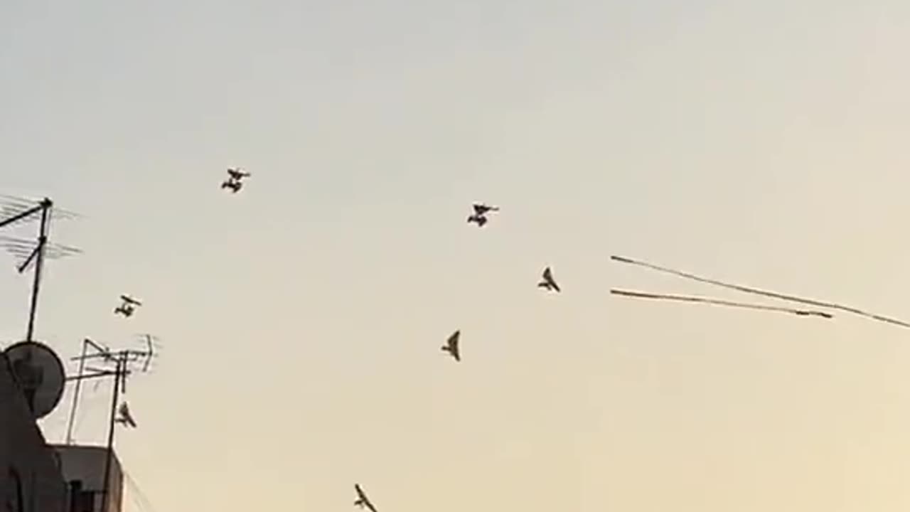 #FreePalestine