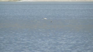 bald eagle caught a burbot