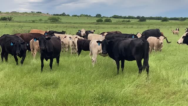 40-Angus/Angus plus pair.