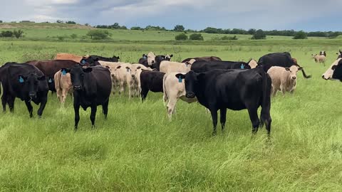 40-Angus/Angus plus pair.