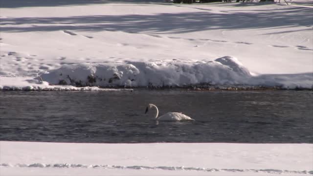 Experience Yellowstone National Park