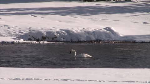 Experience Yellowstone National Park