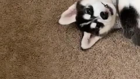 Life with huskies.