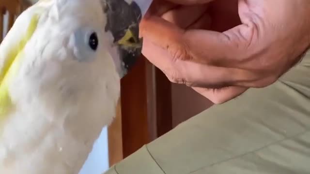 Lovely cute parrot food feeding.