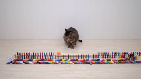 CAT PING PONG Made Simple - Even Your Kids Can Do It