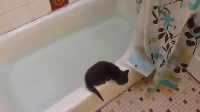 Cute Little Kitten jumps in bath tub