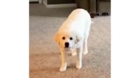 dog trained to attack