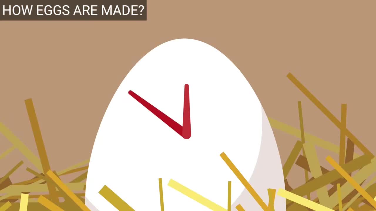 Eggs Have 24 Hours To Process