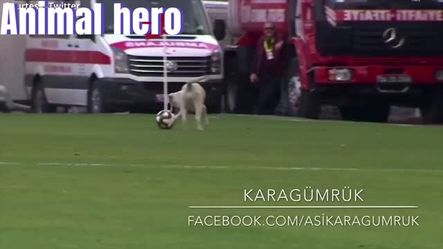 Interesting things the cute dog did when he entered the field during the football match#Animalhero