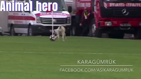 Interesting things the cute dog did when he entered the field during the football match#Animalhero